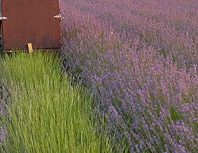 LAVENDER_4